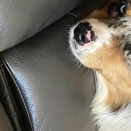 Storm  - Miniature Australian Shepherd