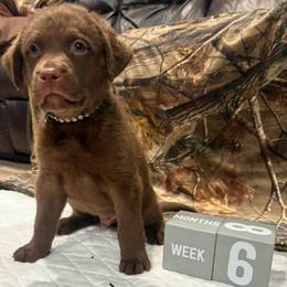 Black Dot - Brown male Chesapeake Bay Retriever puppy in Wisconsin Dells, Wisconsin from Kilbourn Chesapeakes