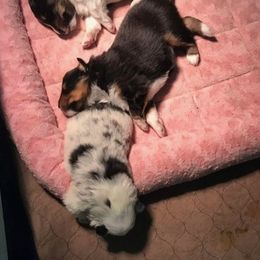 Shetland Sheepdogs from Shady Oak Shelties