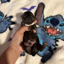 White collar - Black and tan male Dachshund puppy in San Antonio, Texas from Corazon Mio Dachshunds