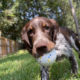 English Springer Spaniel All Grown Up from Eagle Trail Kennels
