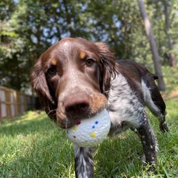 English Springer Spaniel All Grown Up from Eagle Trail Kennels