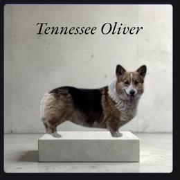 Oliver - Pembroke Welsh Corgi