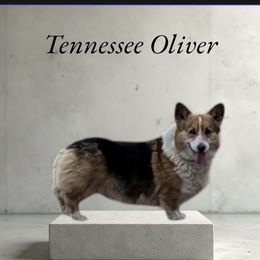 Oliver - Pembroke Welsh Corgi