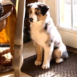 Australian Shepherd and Miniature American Shepherd Puppies from Battlefield Australian Shepherds and Miniature American Shepherds