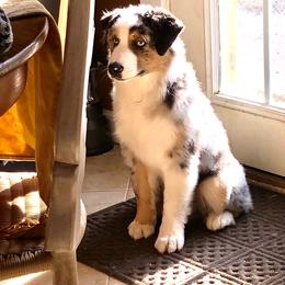 Australian Shepherd and Miniature American Shepherd Puppies from Battlefield Australian Shepherds and Miniature American Shepherds