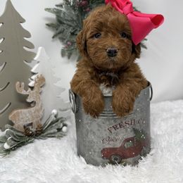 Pink - Red  female Goldendoodle puppy in Krum, Texas from Heartfelt GoldenDoodles