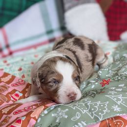 Candy - black collar girl - Brown merle female Aussiedoodle puppy in Mc Minnville, Tennessee from WilderAcre