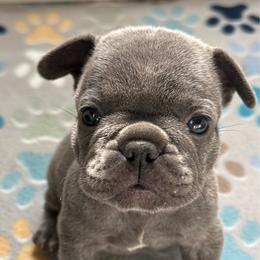 Brown collar - Blue male French Bulldog puppy in Livingston, Texas from Drake Home Frenchies
