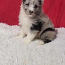 Baby Joe - White blue merle male Shetland Sheepdog puppy in Conway, Missouri from Brooks's little darlings
