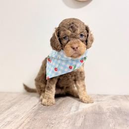Virginia - Chocolate female Australian Labradoodle puppy in Taylor, Michigan from Mi Best Doodle Ever, LLC