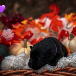 Samara (Purple Collar) - Black female German Shepherd puppy in Chattanooga, Tennessee from Lucianhaus
