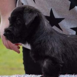 Australian Shepherds and Skye Terriers from Sky Creek