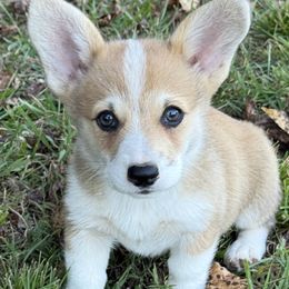 Luna - White and red female Pembroke Welsh Corgi puppy in Jenkinsburg, Georgia from Red Elephant Farms