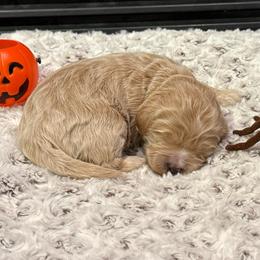 Sweet little girl - Red  female Goldendoodle puppy in Monument, Colorado from Colorado Dreamin Doodles