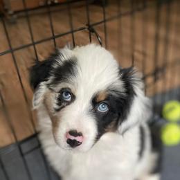 Australian Shepherds and Miniature American Shepherds from Bright Heart Aussies & Miniature American Shepherds