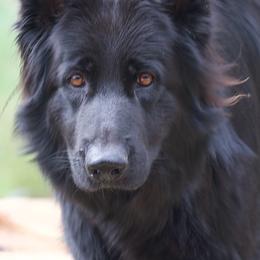 Nova - German Shepherd
