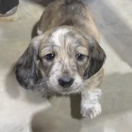Dachshund Puppies from Lakeshore Dachshunds