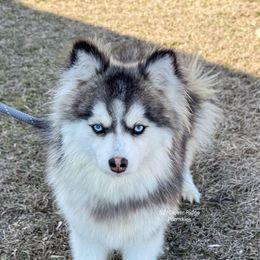 Opal - Pomsky