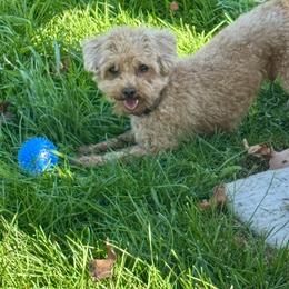 Tenley - Poodle