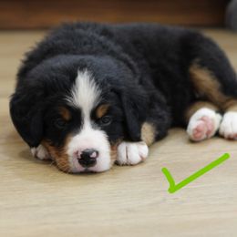 Clark - male Bernese Mountain Dog puppy in Walnut Creek, Ohio from Emerald Acres Bernese