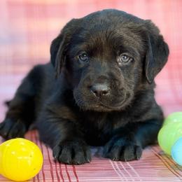 Marge - Black female Labrador Retriever puppy in Isle, Minnesota from Dog Ear Outfitters