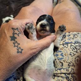 Female 2 Spot on right - Piebald female Dachshund puppy in Gordon, Georgia from Long Dogs Yellow Farm