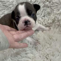 Boy 2 - Black brindle and white male Boston Terrier puppy in Eight Mile, Alabama from Bishop's Bostons