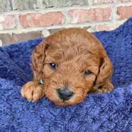 Blue collar - Red  male Poodle puppy in Huntsville, Alabama from Flint River Poodles
