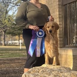 Golden Retrievers from Lyons Golden Retrievers