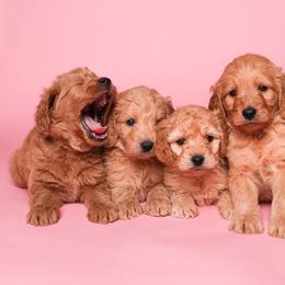 Bernedoodle and Goldendoodle Puppies from Dose of Doodles