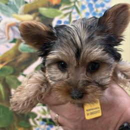 Reina Nonomura - Black and gold female Yorkshire Terrier puppy in Phoenix, Arizona from Coursey’s Yorkies