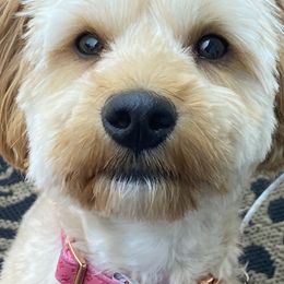 Goldendoodle Puppies from Masondixondoodles