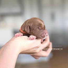 LOTUS - Red  male Goldendoodle puppy in Independence, Oregon from ANKENY DOODLES