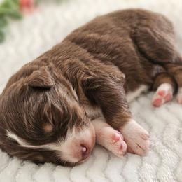 Ruby - Red tri-color female Australian Shepherd puppy in Mountain Grove, Missouri from K Bar H Farms