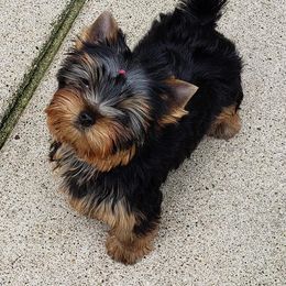Yorkshire Terrier Puppies from LuvStruck Yorkies