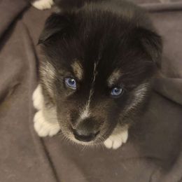 Jet - Black Siberian Husky puppy in Meridian, Mississippi from JJ's Huskies