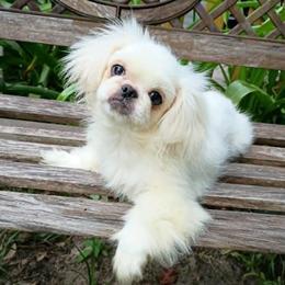 Koothrappali - White male Pekingese puppy in Savannah, Georgia from Pekingese Zoo
