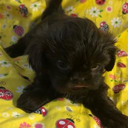 Dustee Rose - Liver and white female Shih Tzu puppy in Greenville, Texas from Your Fuzzy Puppy