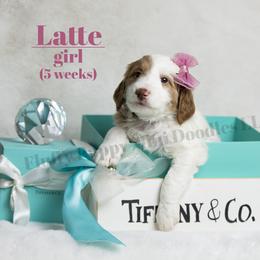 Latte PURPLE COLLAR girl 3500 - Parti female Goldendoodle puppy in Corona, California from Fluffy Puppy Mini Doodles LLC