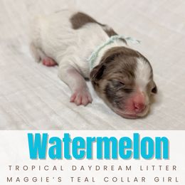 Boy 3 - male Newfoundland puppy in Alto, Georgia from KelleyDoodles