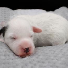Nerd - White male Havapoo puppy in Hendersonville, North Carolina from Grayfinn House