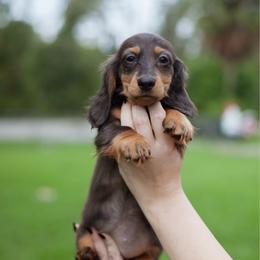Violet - Black and tan female Dachshund puppy in Tampa, Florida from EntityDachs