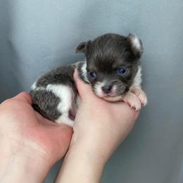 Boy 3 - Black sabled fawn male Chihuahua puppy in North Ridgeville, Ohio from Happy Pups