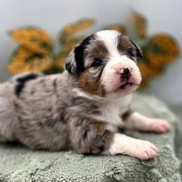 WILLOW - Blue merle female Toy Australian Shepherd puppy in Viking, Minnesota from Son Shine Farm