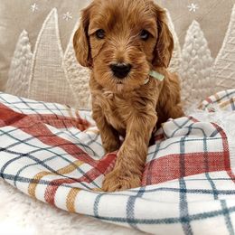 Bernedoodle, Goldendoodle, and Sheepadoodle Puppies from Maplesierradoodles