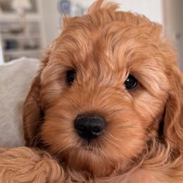 Goldendoodles from Patriot Lane Pups