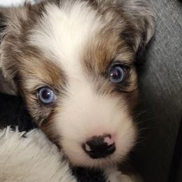 Charlie - Blue merle male Miniature Australian Shepherd puppy in Norwood, Missouri from Looney Farm’s Toy & Mini Aussies