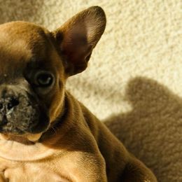French Bulldogs from Bulldog Empire