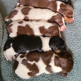 Dachshund Puppies from Bluegum Dachshunds